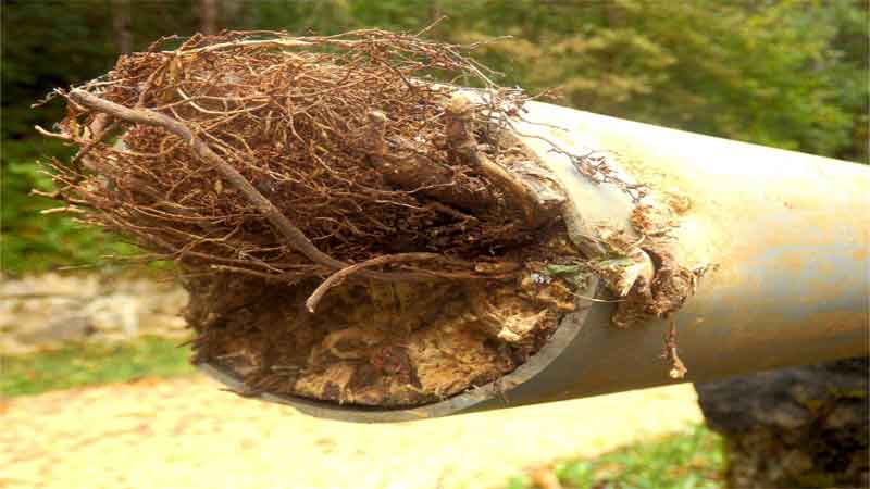 how to keep roots from growing in sewer lines